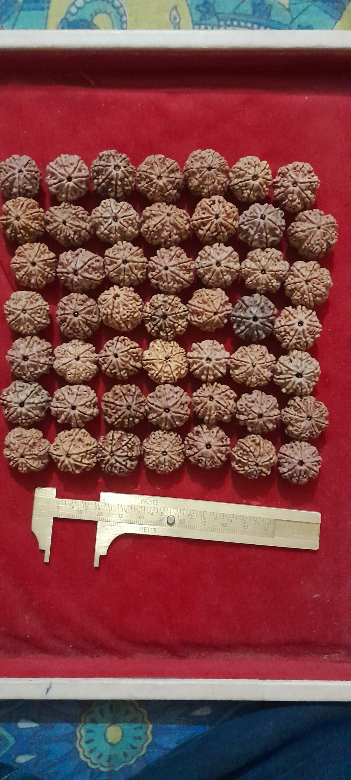 original nepal 7 mukhi rudraksha beads original nepal 7 mukhi rudraksha beads