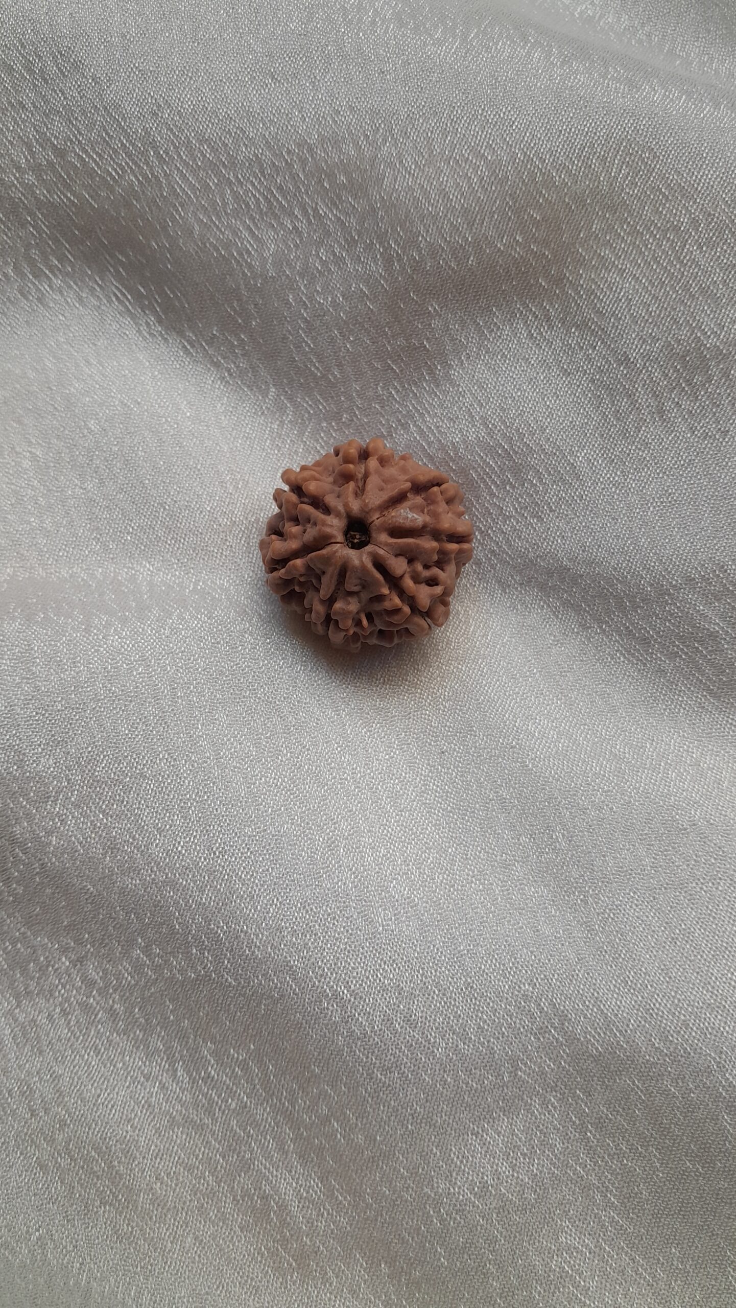 original nepal 7 mukhi rudraksha beads original nepal 7 mukhi rudraksha beads