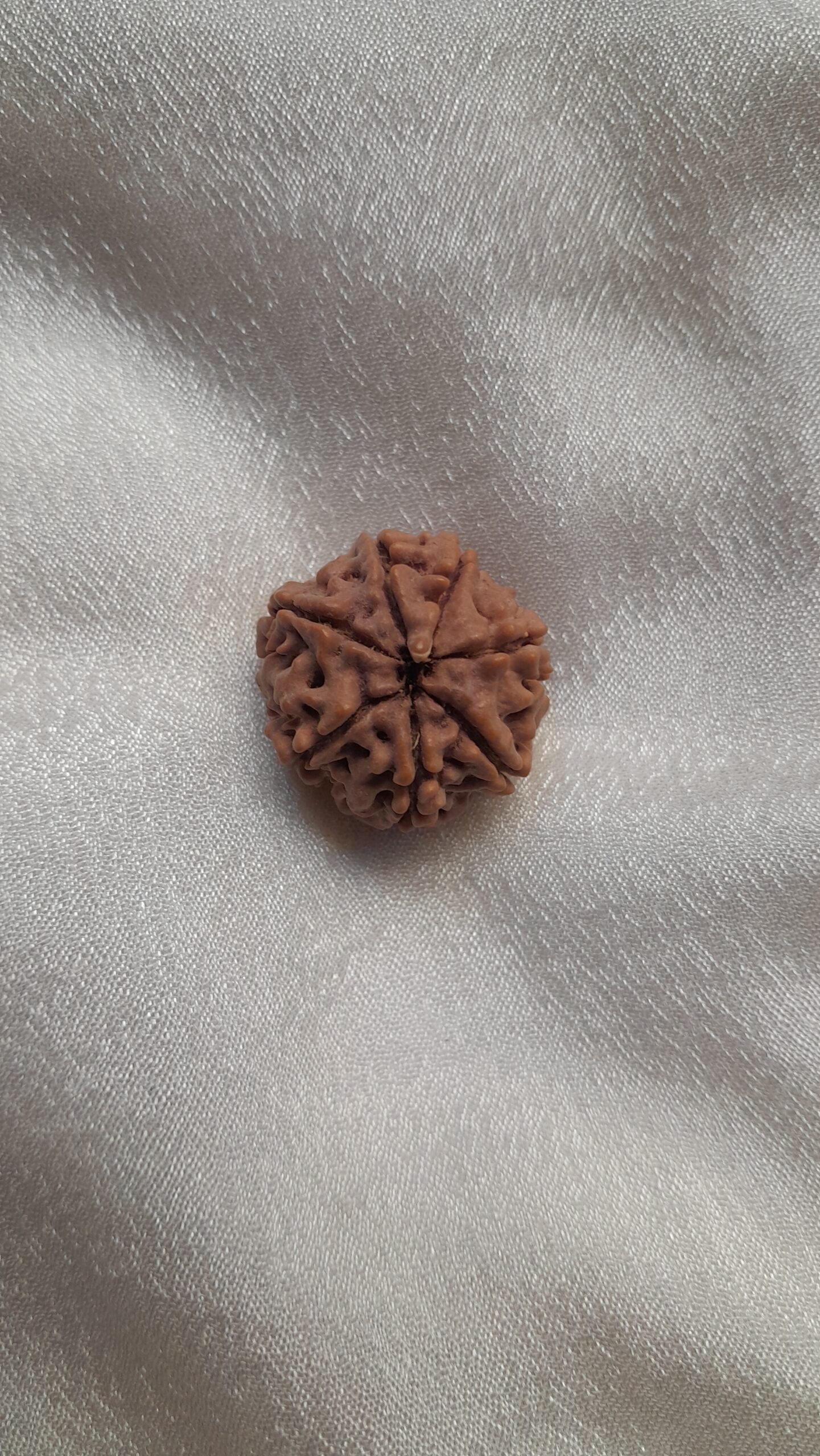 original nepal 7 mukhi rudraksha beads original nepal 7 mukhi rudraksha beads