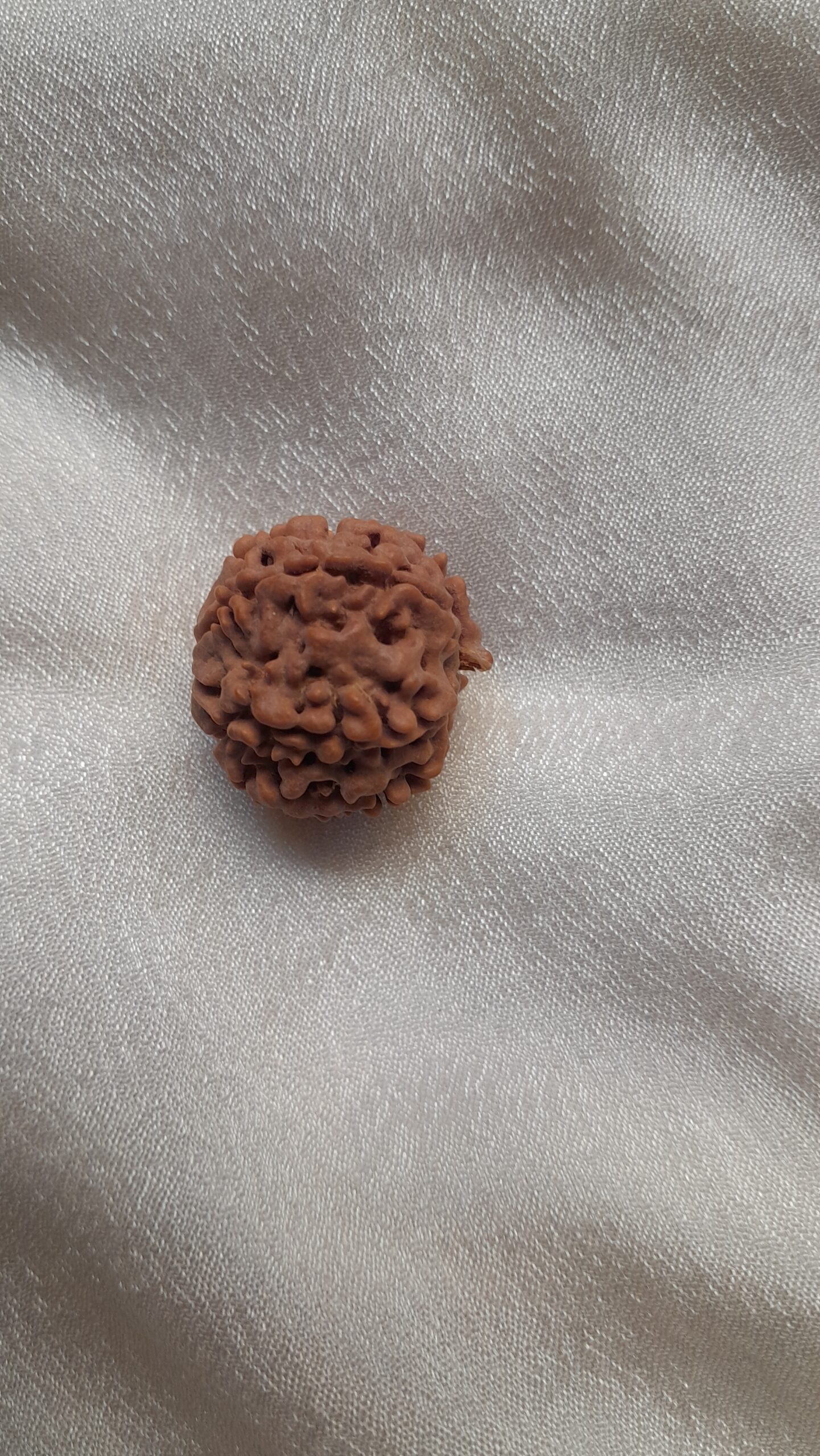 original nepal 7 mukhi rudraksha beads original nepal 7 mukhi rudraksha beads