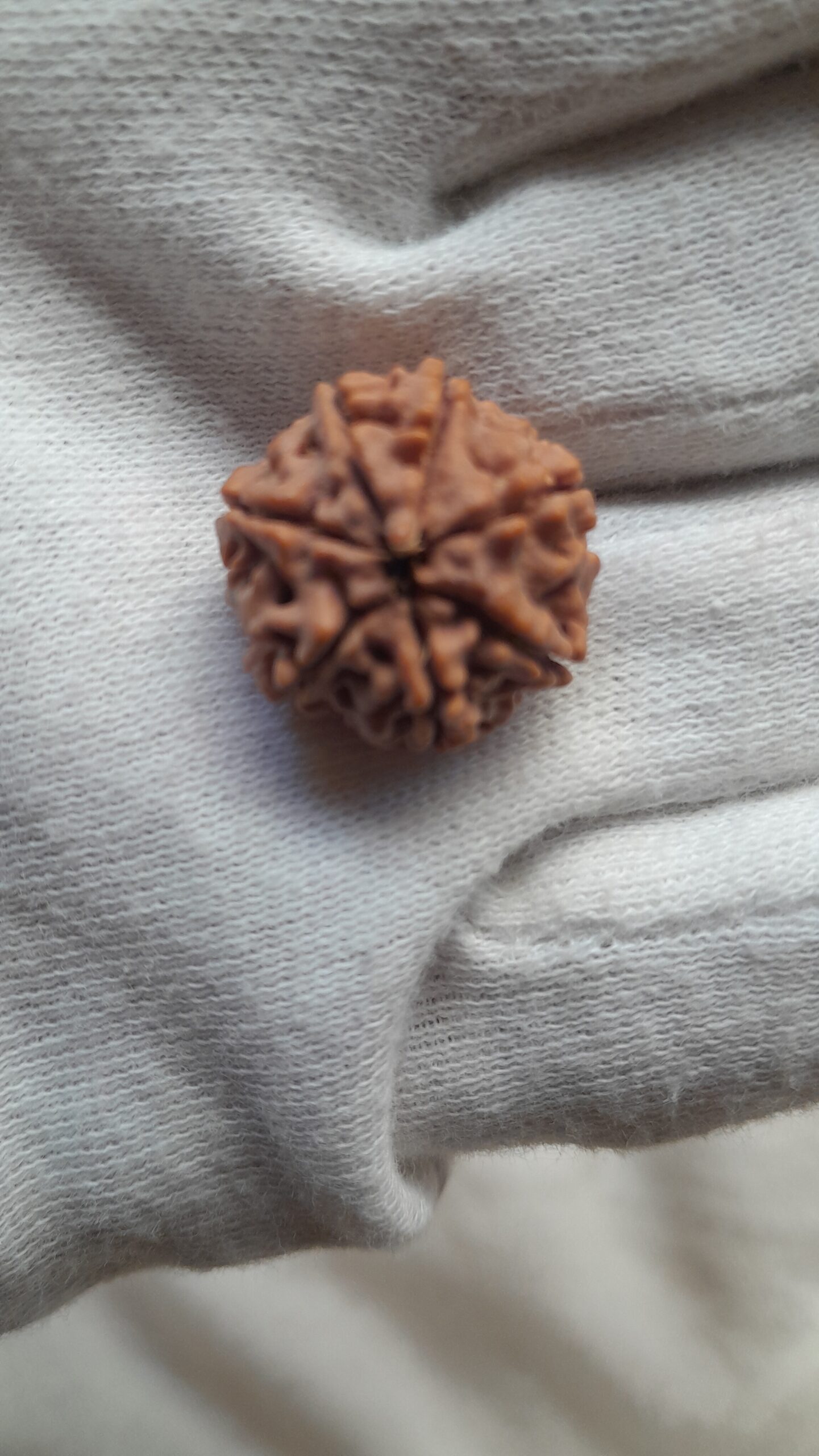 original nepal 7 mukhi rudraksha beads original nepal 7 mukhi rudraksha beads
