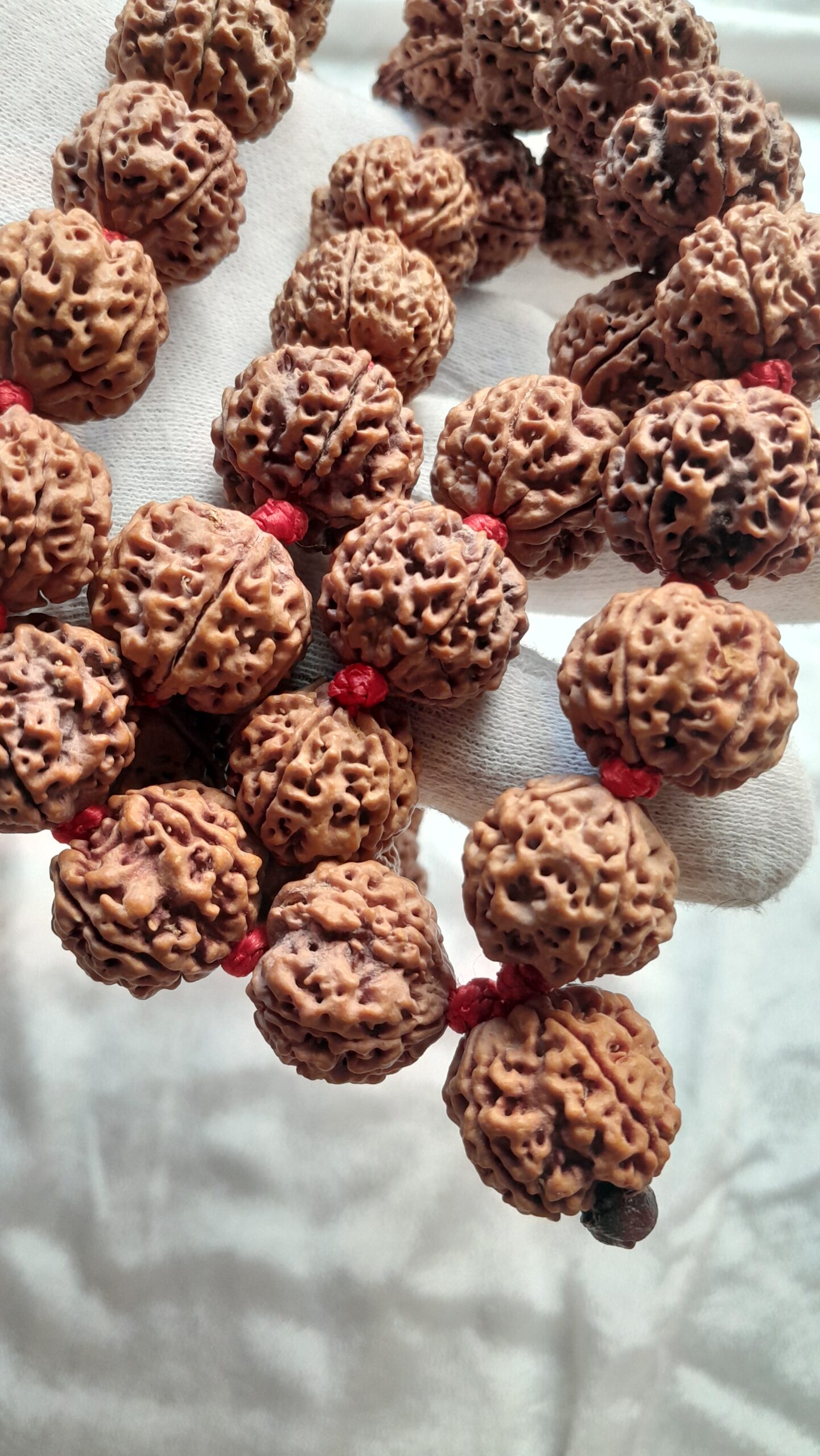 big size 5 mukhi rudraksha mala 21 22mm big size 5 mukhi rudraksha mala 21 22mm