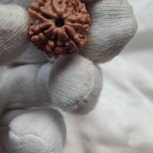 original nepal 7 mukhi rudraksha beads